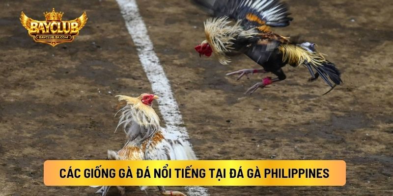 Các Giống Gà Đá Nổi Tiếng Tại Đá Gà Philippines