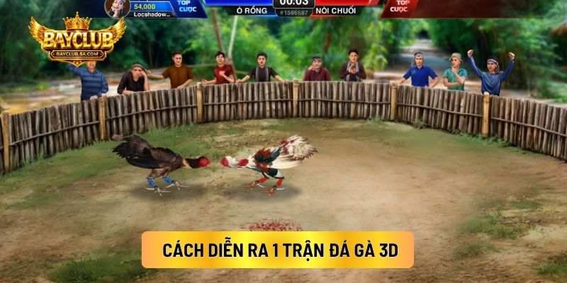 Cách Diễn Ra 1 Trận Đá Gà 3D