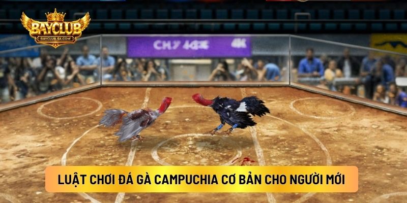 Luật Chơi Đá Gà Campuchia Cơ Bản Cho Người Mới