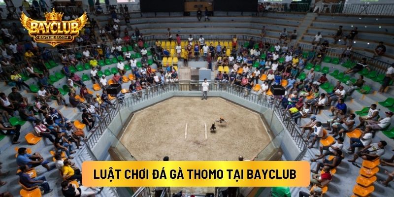 Luật Chơi Đá Gà Thomo Tại BAYCLUB