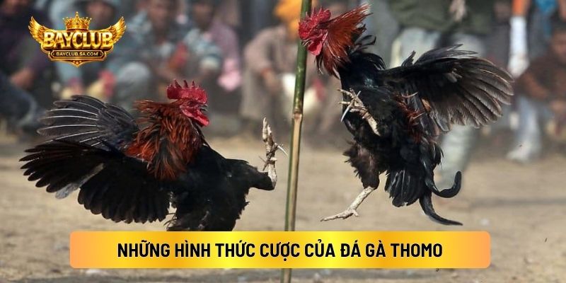 Những Hình Thức Cược Của Đá Gà Thomo